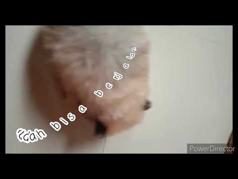 Video: Perkembangan Molar Anjing Tidak Normal - Perkembangan Molar Tidak Normal Pada Anjing