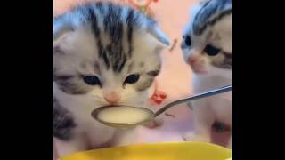 Cute Baby Kittens Sharing A Spoon Of Milk