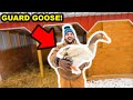 I Bought a FLOCK of ANGRY GUARD GEESE for My BACKYARD FARM!!!