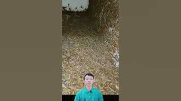 Nuôi bọ cạp để làm gì? #shorts #scorpion