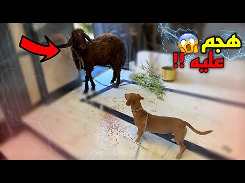 خروف العيد هجم علي كلابي