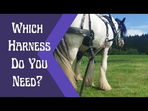 Which harness is