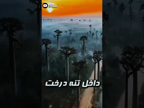 راز درخت بائوباب در ماداگاسکار چیه  