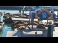 sea lions at pier 39