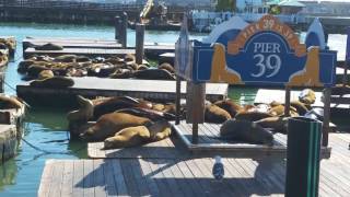 sea lions at pier 39