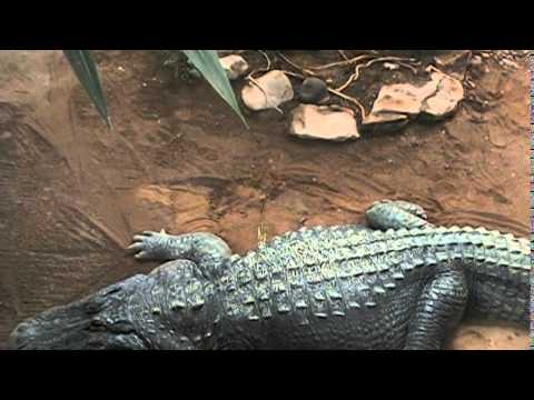 Reptile Land Near Williamsport PA - Part I - YouTube