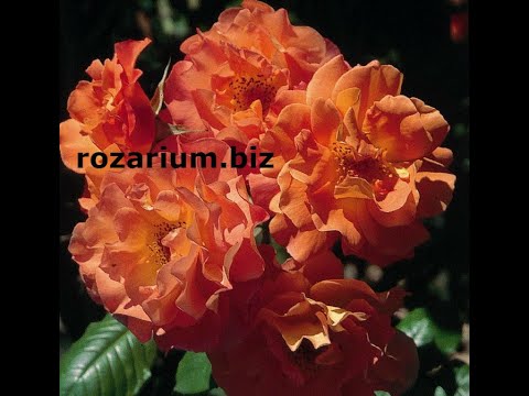 пересадка старой розы,  как это правильно сделать. питомник роз полины козловой rozarium.biz