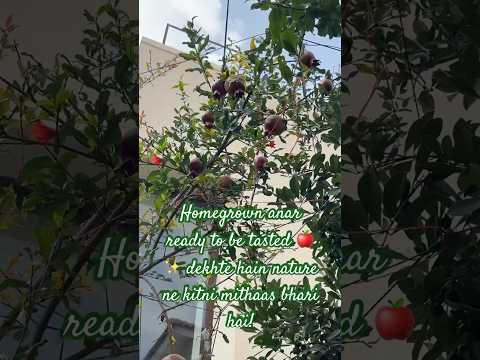 Homegrown anar ready to be tasted 🍎✨ dekhte hain nature ne kitni mithaas bhari hai!#mygreenishnest