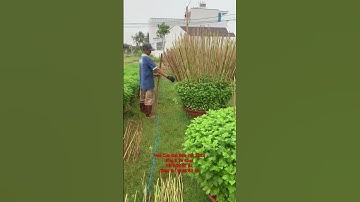 Cung Cấp Hoa Cúc Đại Đoá Tết 2023 Khu S Tư Khai D 1M 90 85 60 40 18/9/2022 ÂL