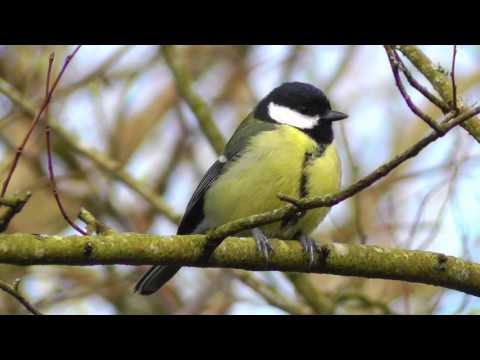 Video: Rūpinimasis Savo Paukščiu