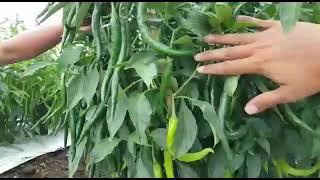 Grafting Super: Cabai Besar Imola dengan Columbus F1 Hasilkan Buah Cabainya Melimpah