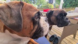 Two Boxers Having An Argument.  Who Will Win?  Boxer Rex Talking And Complaining!
