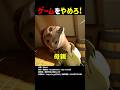 ゲームをやめろ！ #shorts