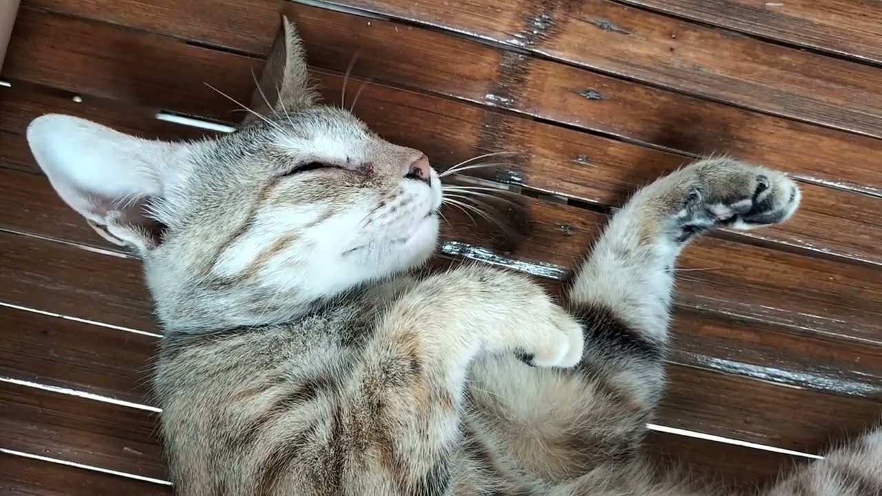 Cat Wiggling Whiskers While Dreaming