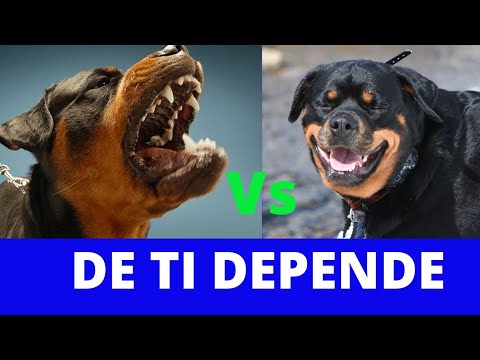 ♥️♥️🐶🐶VENTAJAS y DESVENTAJAS