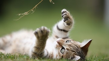 Should You Give Your Cat Catnip? | Cat Care