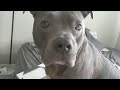 Watch How This Talking Pitbull Became A Lord &amp; Gets Gifts From YouTube!