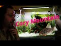 WELCOME TO CORY MOUNTAIN! Discussing the Successes and Failures of my Second Aquarium.