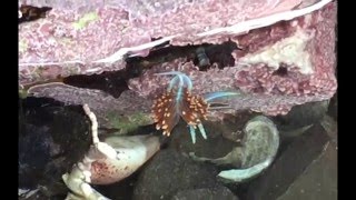 nudibranch,  Hermissenda crassicornis, dancing  and swimming in  tidepools (short version)