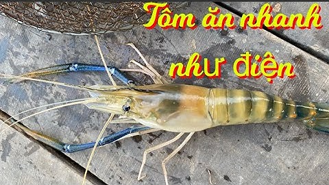 câu tôm càng xanh trúng đậm và làm món ăn trên bè cá || Đồ Câu Cá Minh Tiến