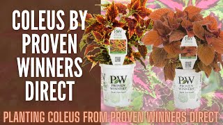 Planting Coleus From Proven Winners Direct 🌱🌱🌱 || Plant Unboxing || Coleus Plant Care