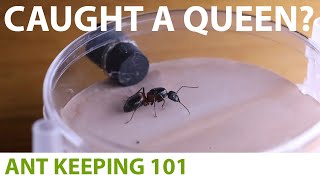 How to Care for a Queen Ant | Ant Keeping 101