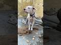 dogo argentino female dog  #bass #viral #trending #big #loyal #dog #trend #shortvideo #ytshorts