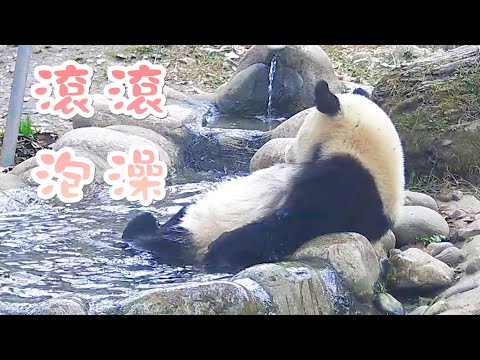 《熊貓早晚安》滾滾享受冬季養生澡 | iPanda熊貓頻道