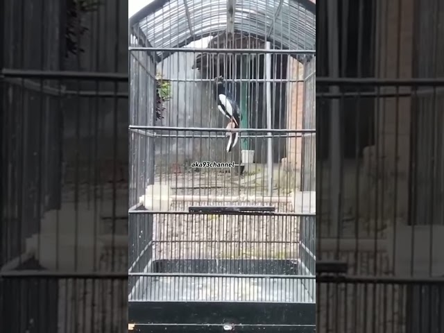 burung kacer gacor saat d rumah di bawak ke gantangan banyaklah mbalon dan ke dinding gmna solusinya class=