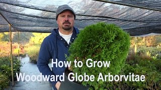 How to grow Woodward Globe Arborvitae with a detailed description