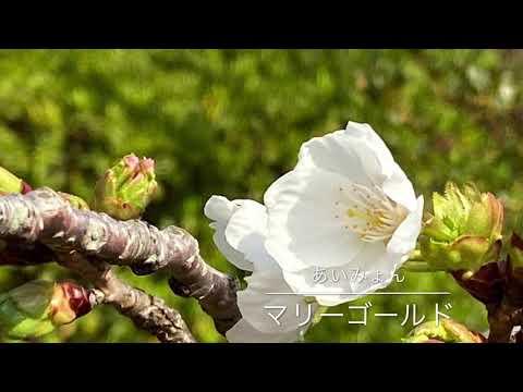【ギター弾き語り】マリーゴールド/あいみょん