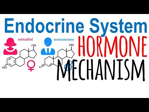 Hormone mechanism of action