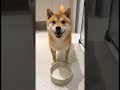 お腹が空いて、ご飯皿をいじめるワンちゃん🐾