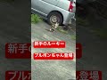 ニューフェイス🩷🩷🩷　#shout #shouts #ねこのいる生活 #野良猫 #猫活