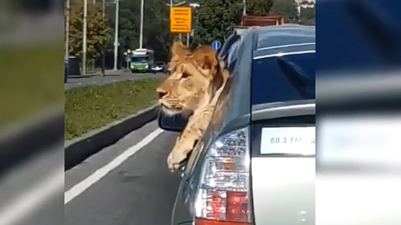 Lion riding car #lion - YouTube