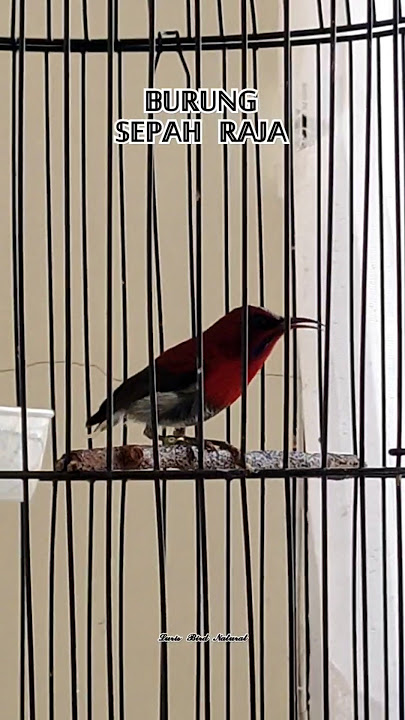 SUARA PANGGILAN BURUNG SEPAH RAJA || PANCINGAN SEPAH RAJA BUNYI #sepahraja #sepahrajagacor