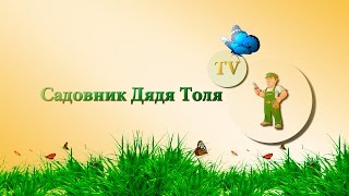 Как подготовить виноград до пере прививки (видео урок), что такое пере прививка Как подготовить виноград до пере прививки (видео урок), что такое пере прививка