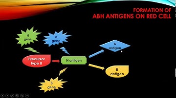 Introduction to ABO System by Dr. Mohamed Samir