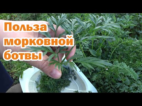 Заготовка морковной ботвы. Как ее использовать?