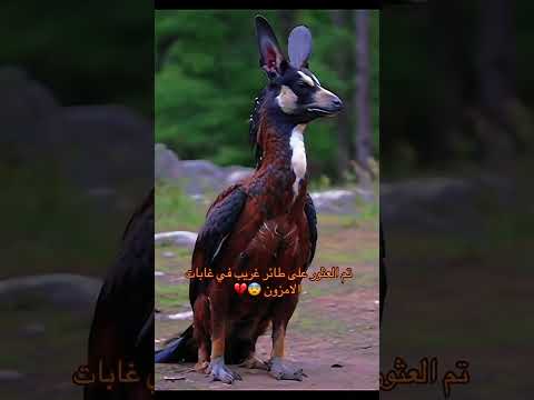 تم العثور على طائر غريب في غابات الامزون