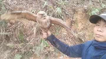 Đi bẫy gà rừng gặp thợ săn 