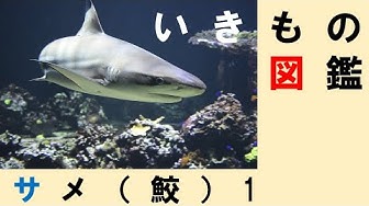 生きもの Youtube
