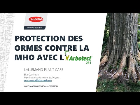 Vidéo: Disease On Elm Trees - Comment protéger les ormes contre les maladies