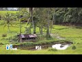 Suasana Sejuk Persawahan Di Pagi Hari Nagari Sumanik Nature Relaxation Full Hd Mp3 - Mp4 Download