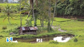 Download lagu Suasana Sejuk Persawahan di Pagi Hari (Nagari Sumanik) | Nature Relaxation Video (FULL HD)