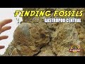 Finding Fossils - Gastropod Central