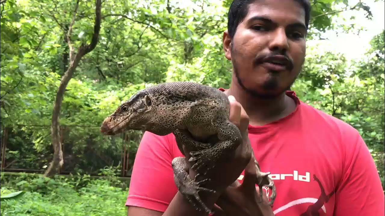 Indian monitor lizard Rescue & Release / monitor lizard information