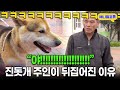 [풀버전] “잡종이 감히..” 몰래 장가 간 개 때문에 &#39;토종&#39; 견주 화난 이유 I KBS 반려동물극장 단짝 2015 방송