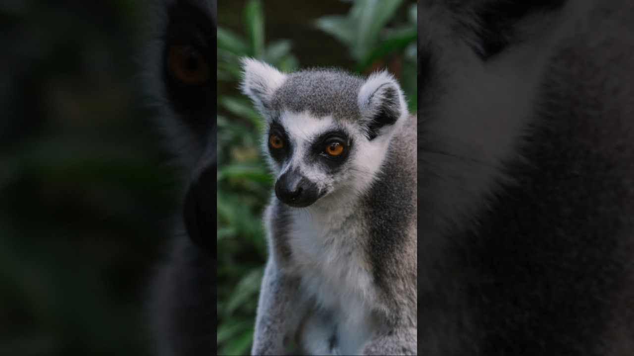 Leap Into the World of Lemurs! 🌿🐒