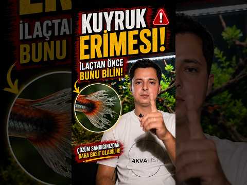 Lepistesinizde kuyruk erimesi başladıysa hemen ilaca sarılmayın! #lepistes #guppy #akvaryum